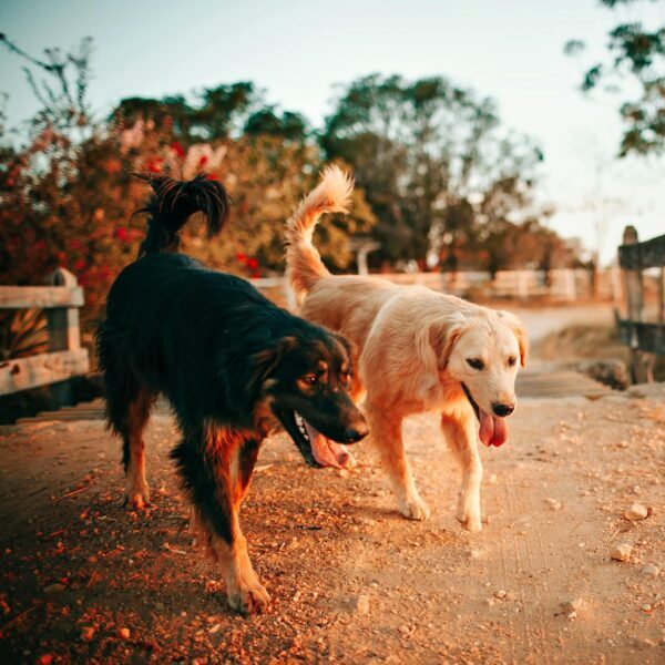 Two dogs, including a golden retriever, walk along a path during a warm sunset.