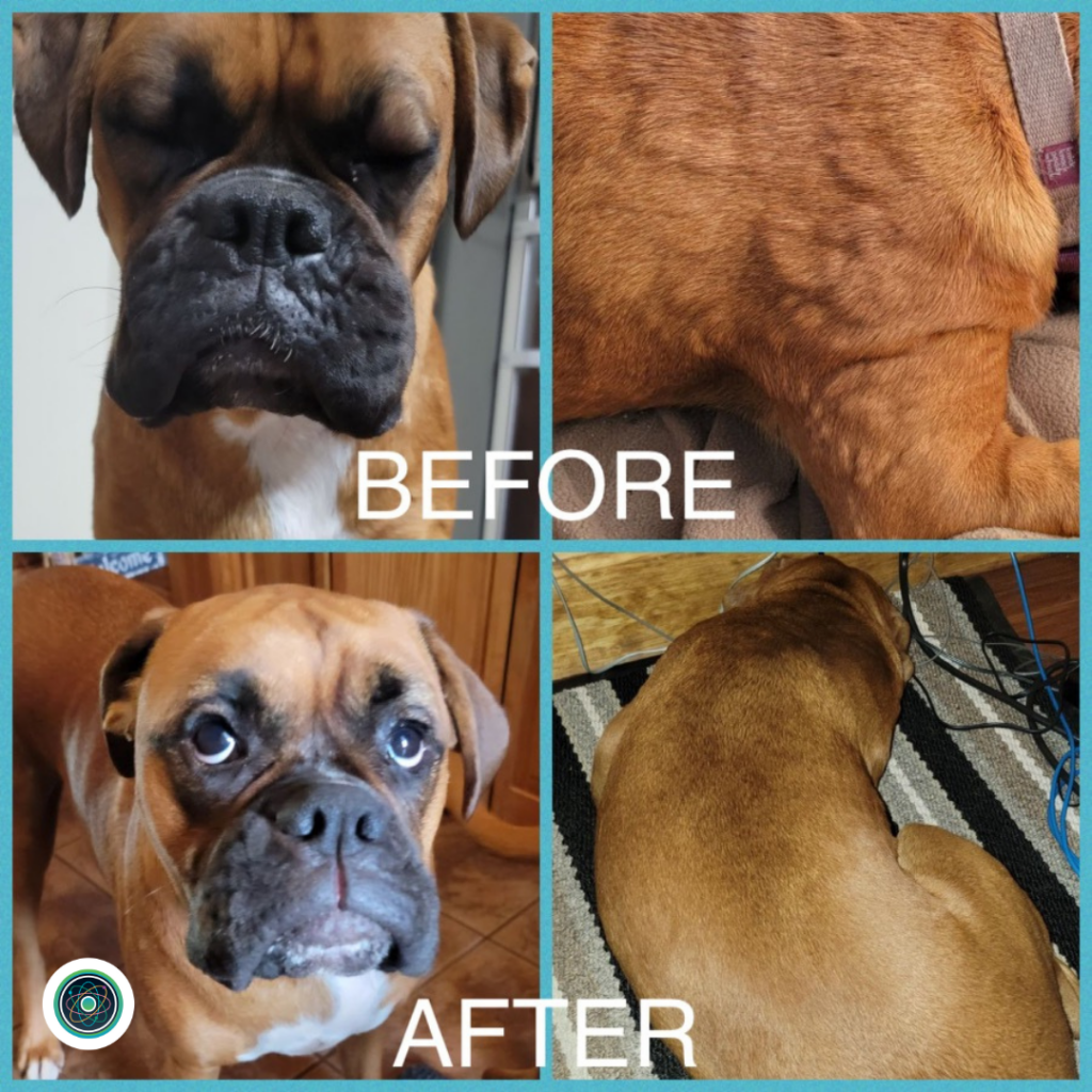 Biohacking For Pets Blog Code Health Pet 1 (3)